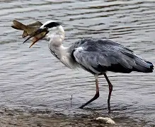 iiice白嫖-开云电竞